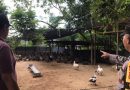 Dukung Ketahanan Pangan, Personel Polsek Tapaktuan Sambangi Peternak Bebek dan Ikan Lele
