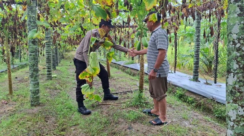 Dukung Ketahanan Pangan Nasional, Bhabinkamtibmas Polsek Kluet Timur Sambangi Lahan Pekarangan Produktif Dukung Ketahanan Pangan Nasional, Bhabinkamtibmas Polsek Kluet Timur Sambangi Lahan Pekarangan Produktif