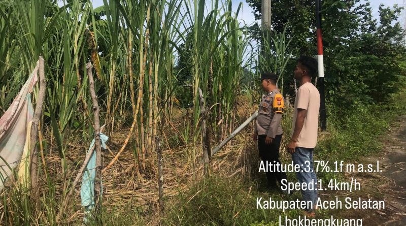Dukung Ketahanan Pangan, Bhabinkamtibmas Polsek Tapaktuan Sambangi Lahan Tebu Milik Masyarakat